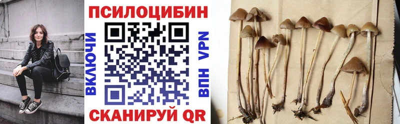 Галлюциногенные грибы Psilocybe  Медынь 